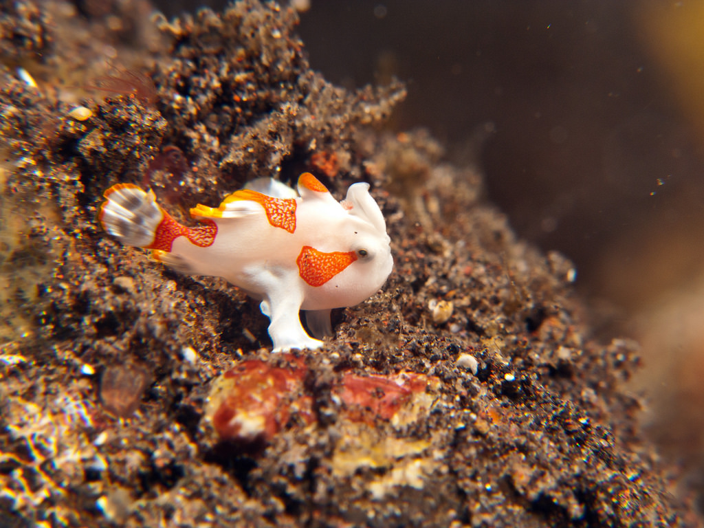 Juvenile Warty or Clown Frogfish - Anten by prilfish, on Flickr