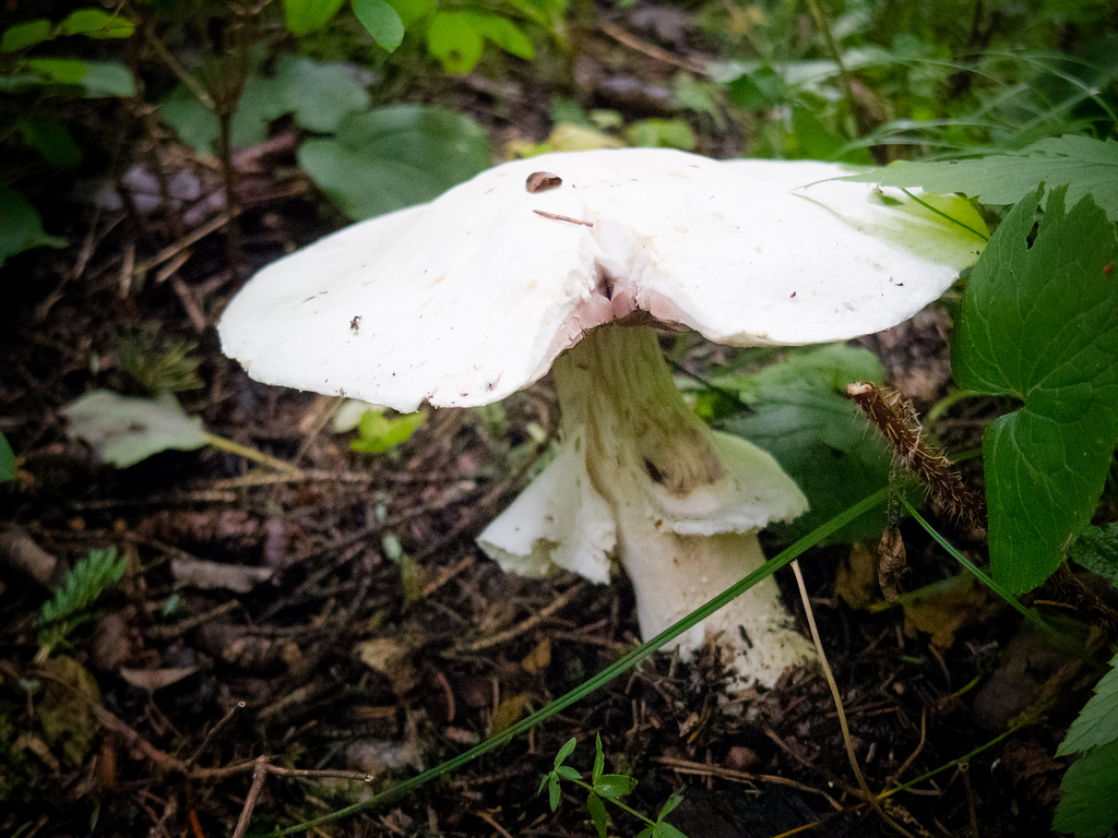 Giant Mushroom by Kurayba, on Flickr