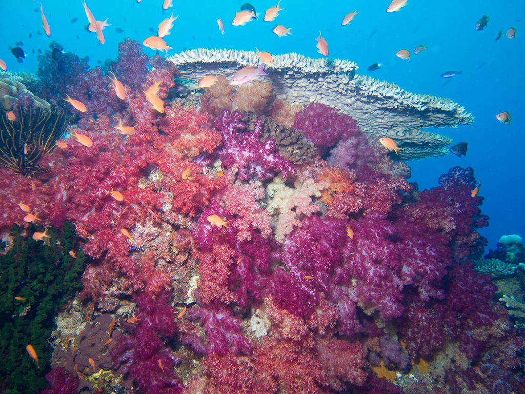 Fiji Taveuni Purple Wall - Soft corals u by Taveuni Palms Resort, on Flickr