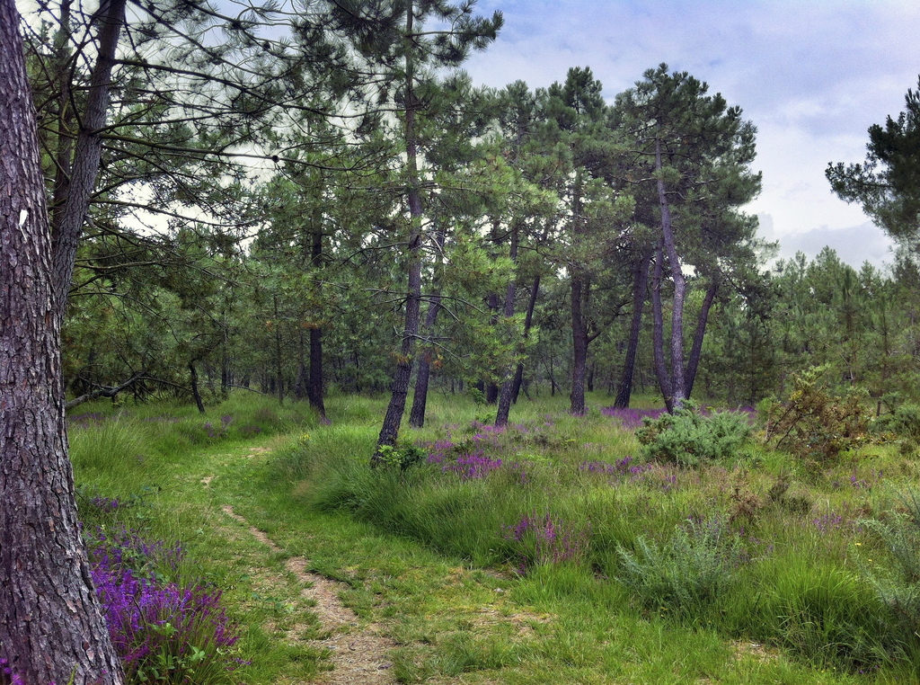 Path In To French Forest by A Guy Taking Pictures, on Flickr