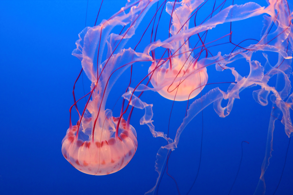 Pink Jellyfish by Averain, on Flickr