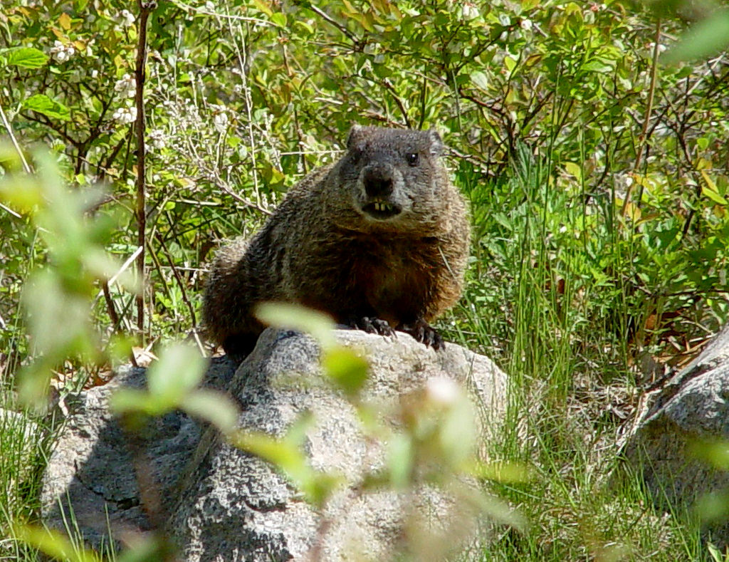 Photo of the Week - Woodchuck (RI) by U. S. Fish and Wildlife Service - Northeast Region, on Flickr