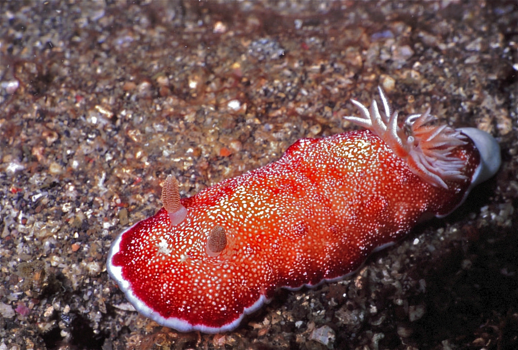 Sea Slug Chromodoris reticulata by berniedup, on Flickr