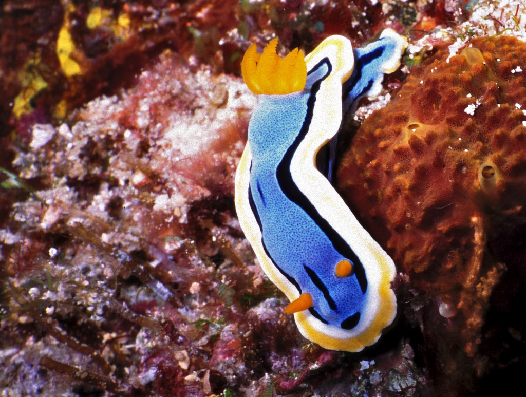 Sea Slug Chromodoris annae by berniedup, on Flickr