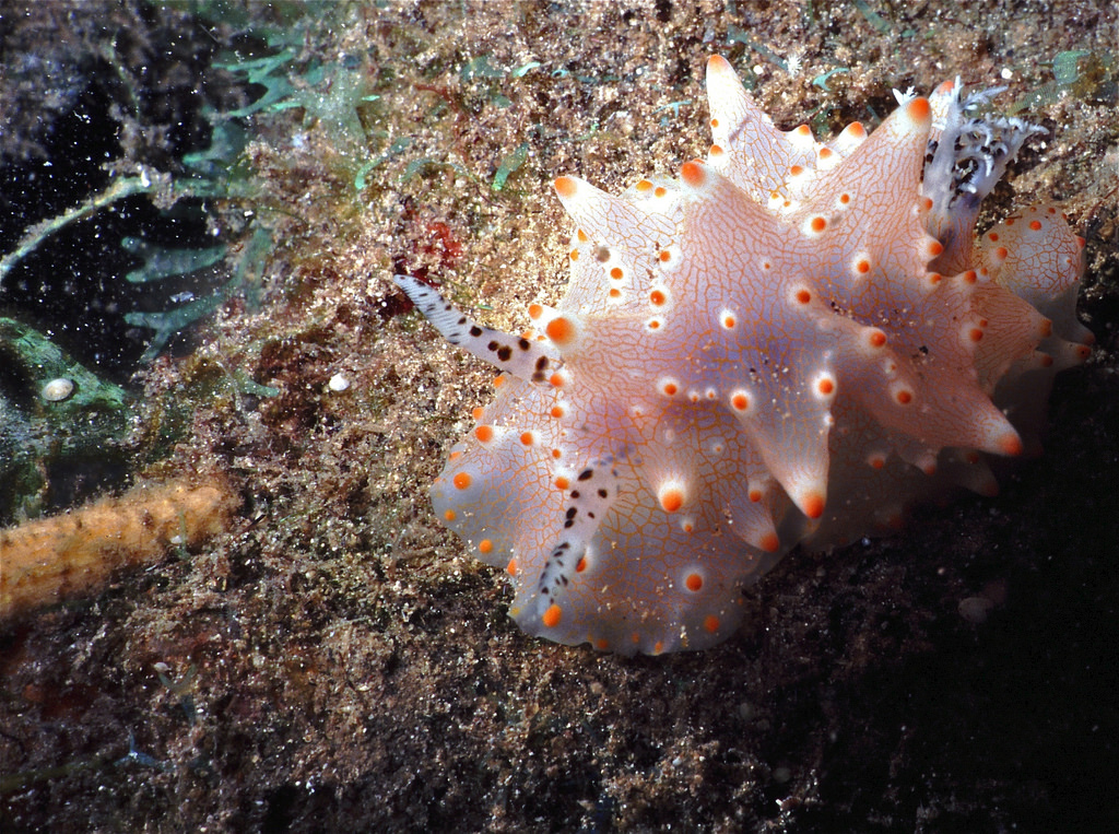 Sea Slug Halgerda batangas by berniedup, on Flickr