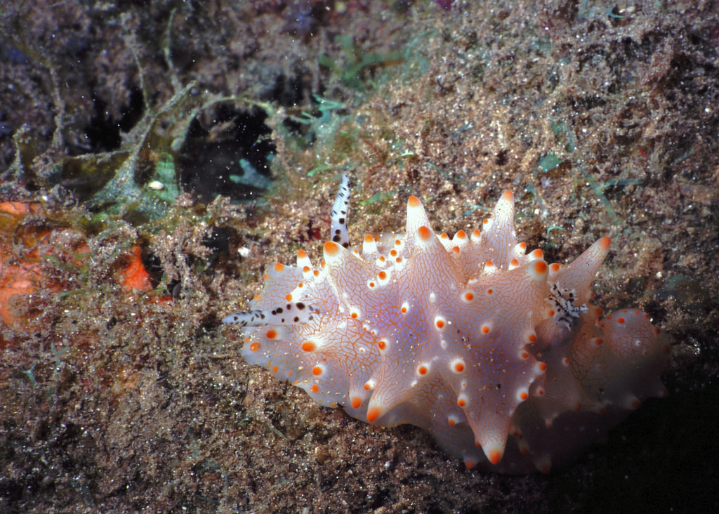 Sea Slug Halgerda batangas by berniedup, on Flickr