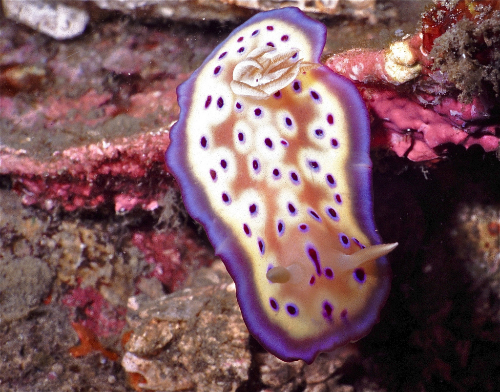 Sea Slug Chromodoris kuniei by berniedup, on Flickr