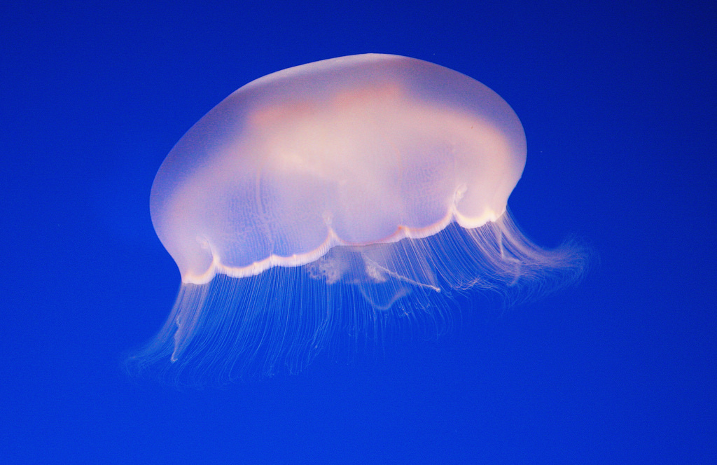 Jellyfish by Rennett Stowe, on Flickr
