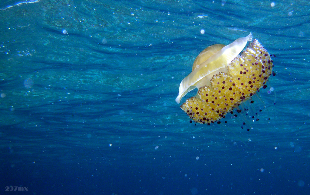 Jellyfish by kostas.krv, on Flickr
