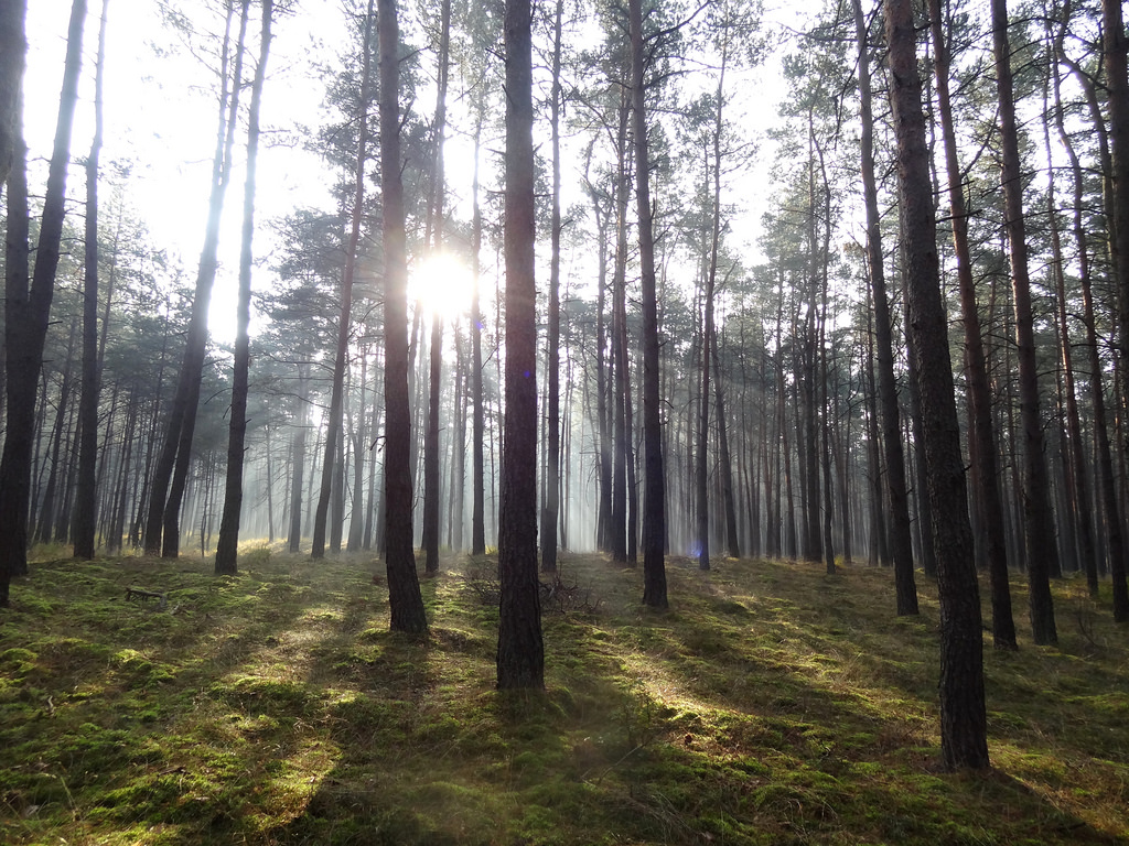 Sunrise in a forest on a chilly morning. by michal_bielecki, on Flickr