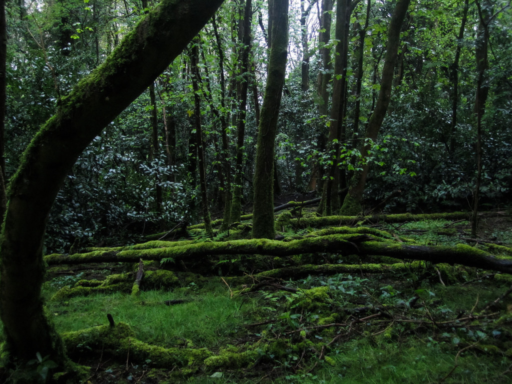 forest floor by huggleperson, on Flickr