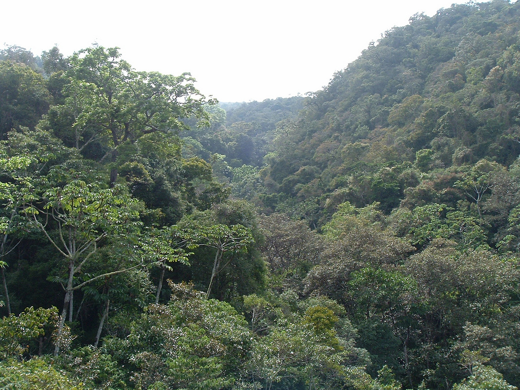 Cloud forest habitat in Bolivia by USFWS Headquarters, on Flickr