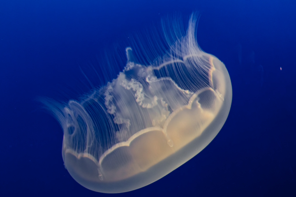 Sea Jelly. Jellyfish are the major non-p by mikebaird, on Flickr
