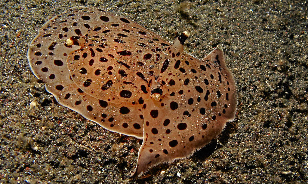 Notaspidean Sea Slug (Euselenops lunicep by berniedup, on Flickr