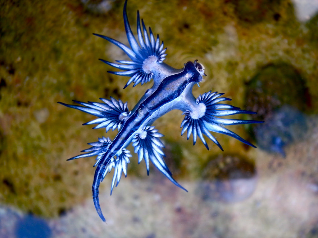 Blue dragon-glaucus atlanticus by Sylke Rohrlach, on Flickr