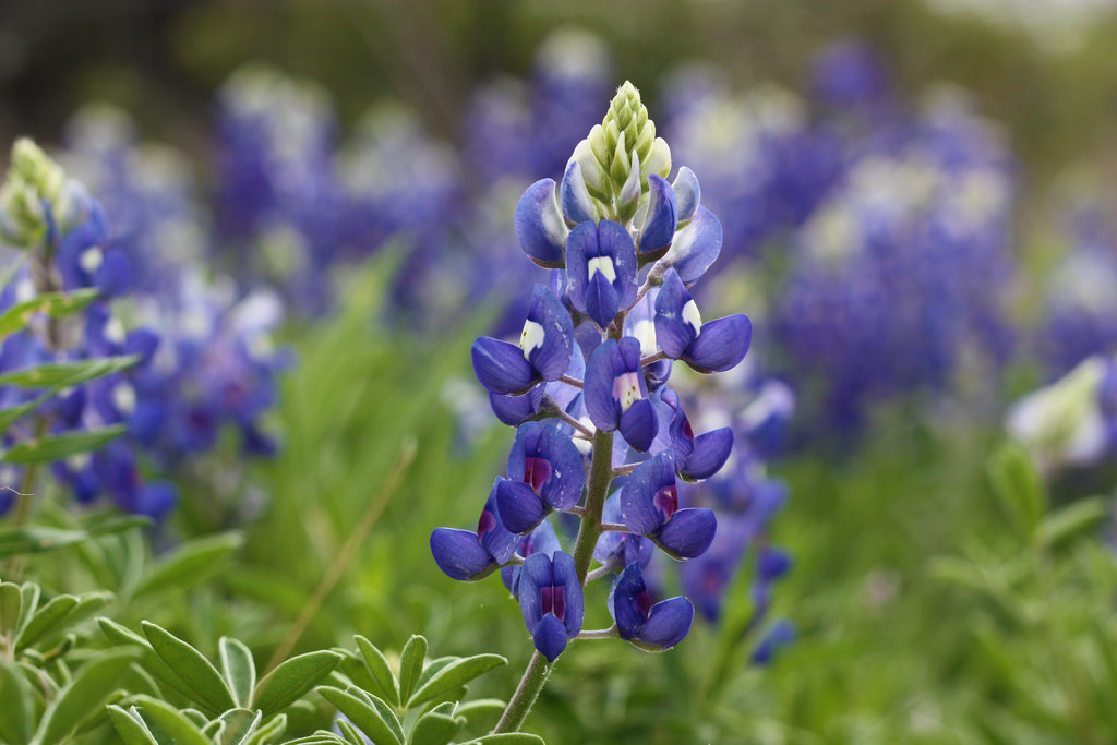 texas bluebonnet by gilldrums73, on Flickr