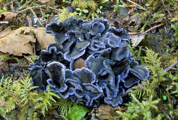 Alaska mushroom  Polyozellus-multiplex-a by USDAgov, on Flickr