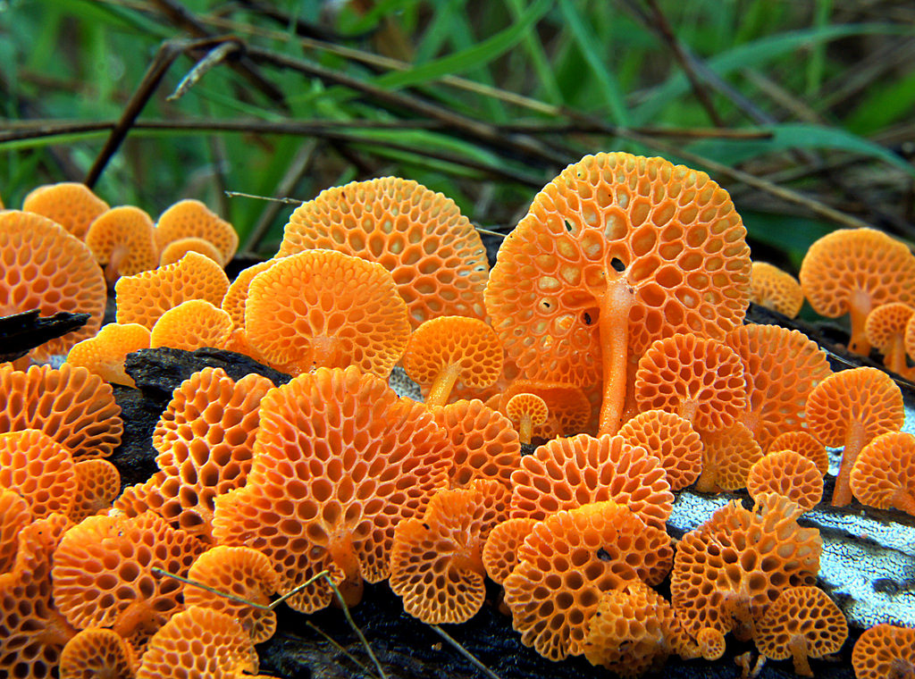 Orange pore fungus (Favolaschia calocera by Bernard Spragg, on Flickr