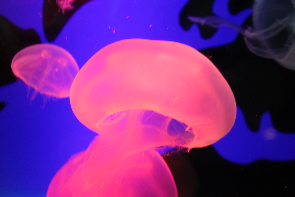 pink jellyfish, Two Oceans Aquarium by flowcomm, on Flickr