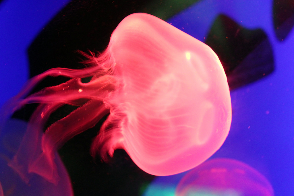 pink jellyfish close-up by flowcomm, on Flickr