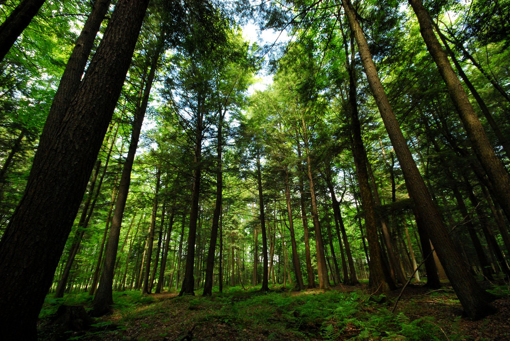 Forest of Eastern Hemlock (Tsuga canaden by wackybadger, on Flickr
