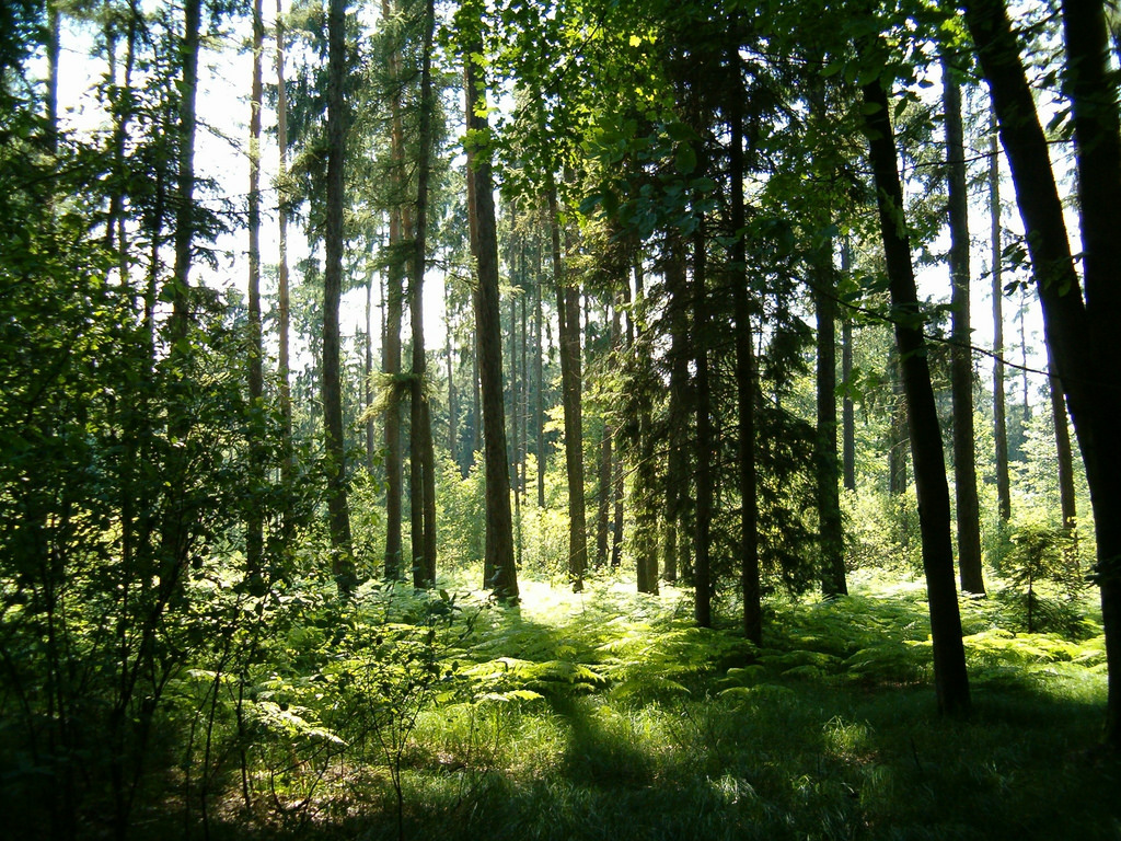 Forest near Vřesina by Jiri Brozovsky, on Flickr
