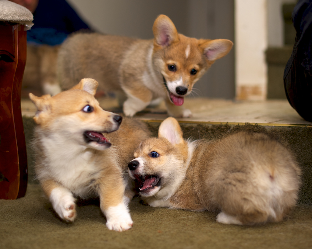 Corgi Puppies at Ten Weeks 18 by evocateur, on Flickr