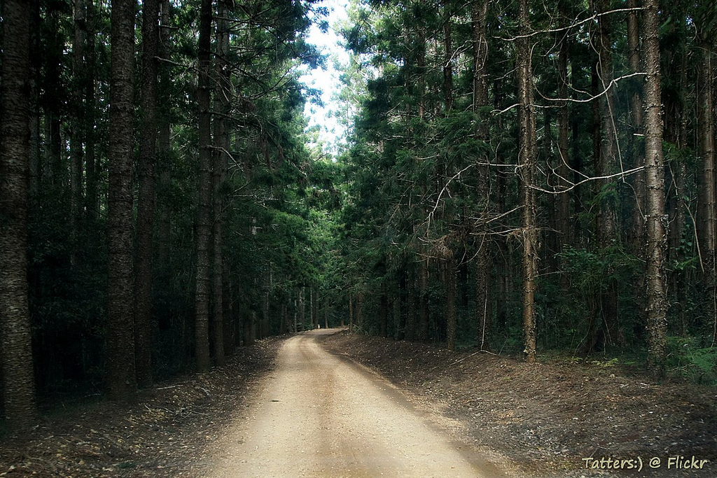 Mount Mee forest drive - plantations of by Tatters 10mln views-10 years, on Flickr