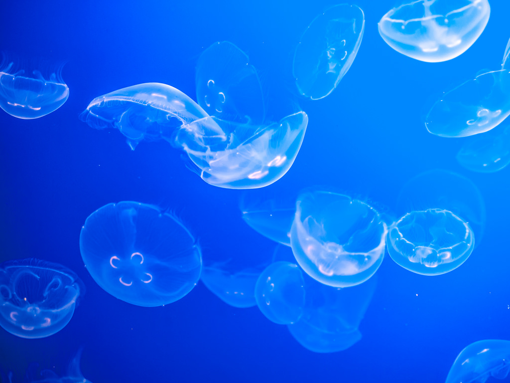 Moon Jellyfish by wwarby, on Flickr