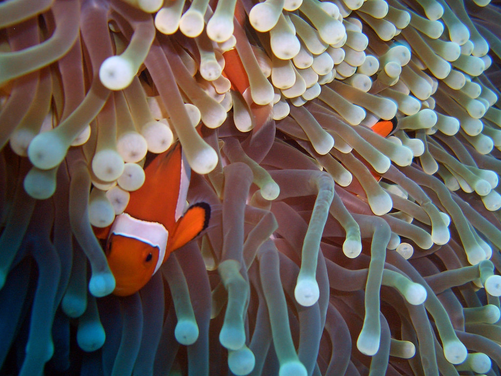 Clownfish and Sea Anemone by CybersamX, on Flickr