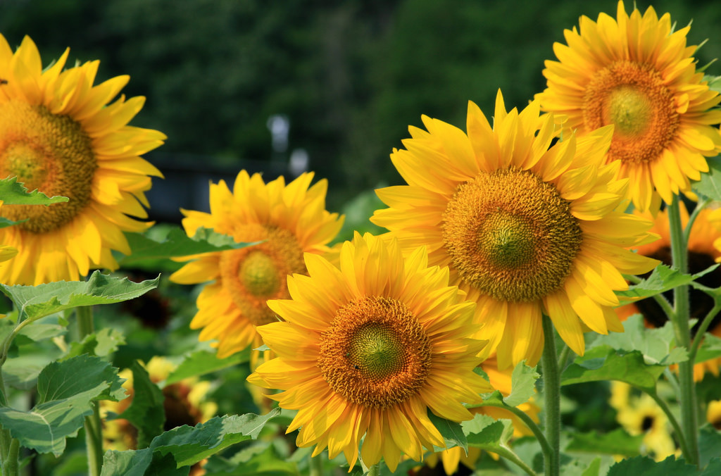 sunflowers by Muffet, on Flickr