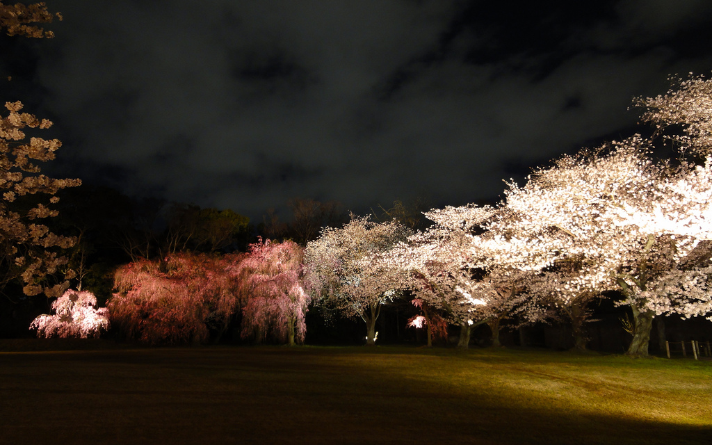Sakura by night, Nijō-jō, Kyoto, Jap by Romain Pontida, on Flickr