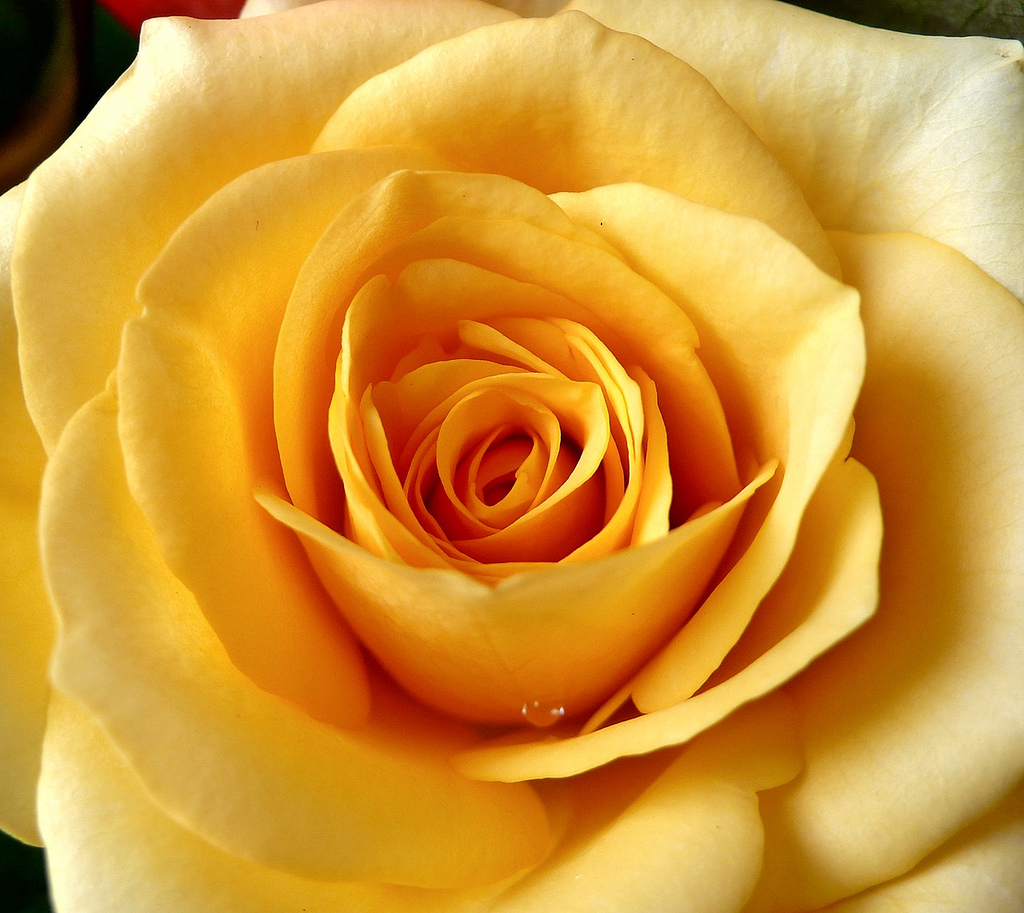 Yellow Rose by Koshyk, on Flickr