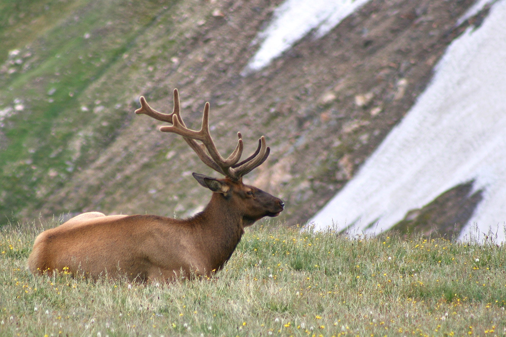 Bull Elk in the Alpine Tundra by cagrimmett, on Flickr