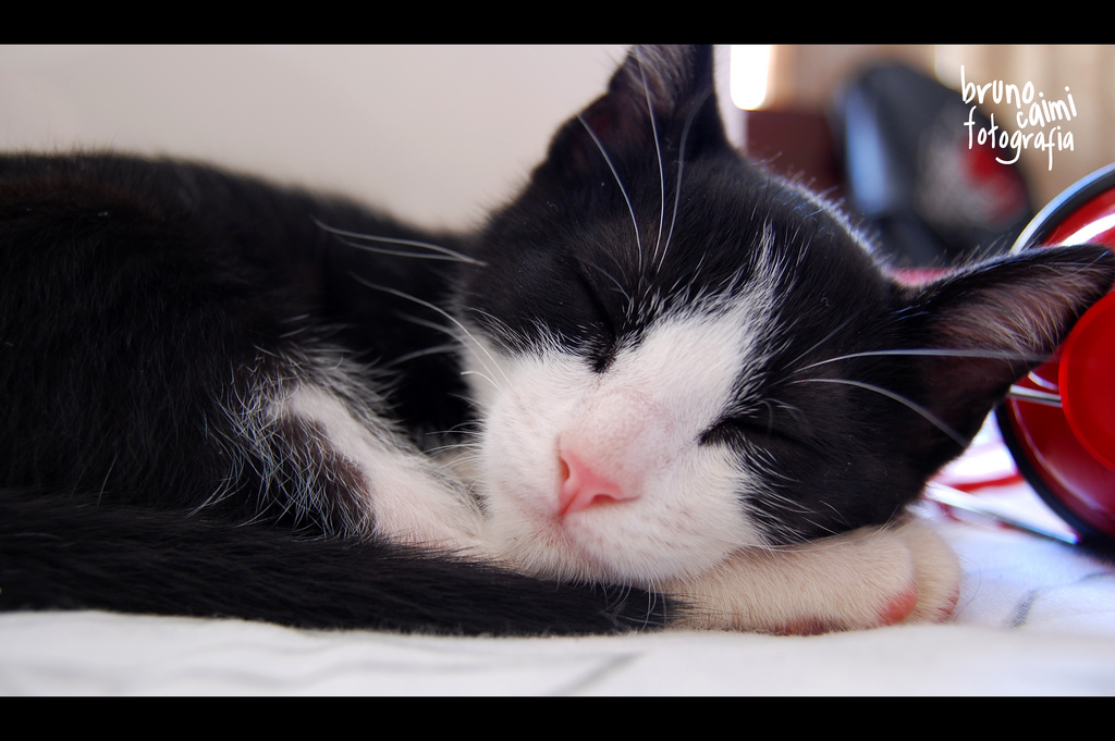 Sleeping Cat by Bruno_Caimi, on Flickr