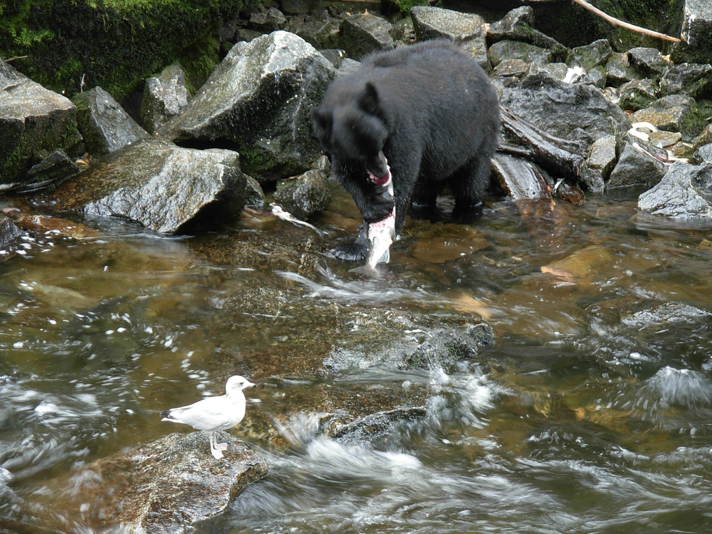 Black bear catching Salmon, Anan Bay, Al by brewbooks, on Flickr