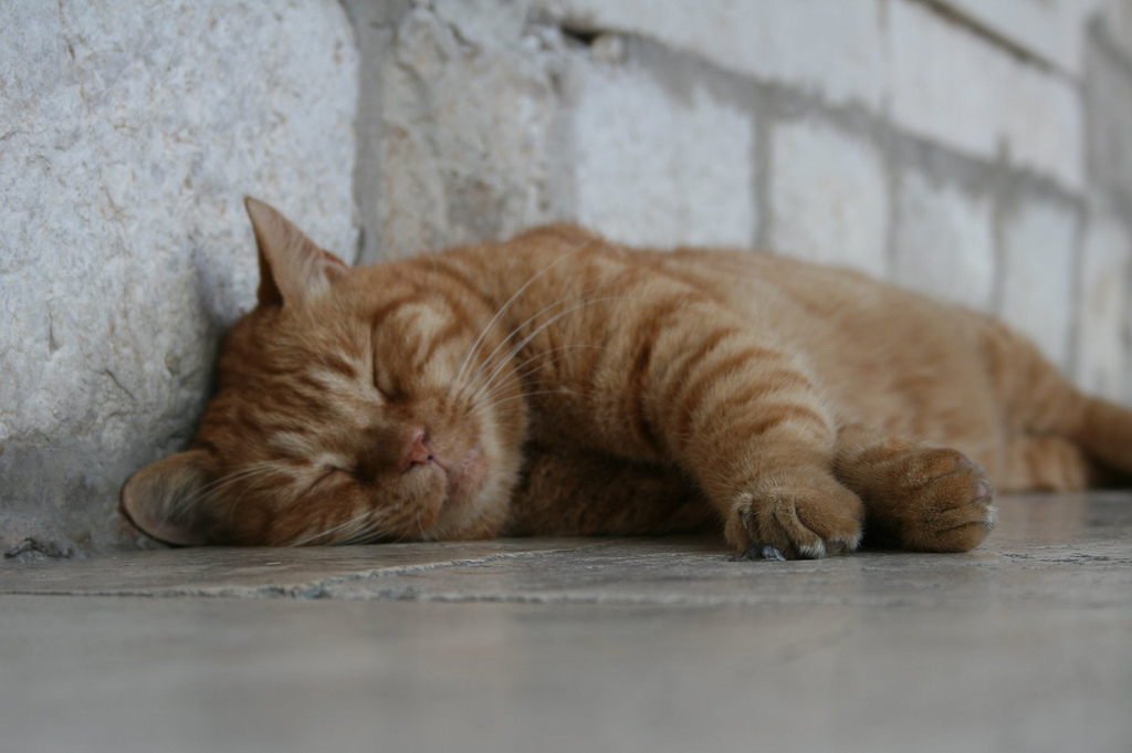 sleeping cat by David Locke, on Flickr