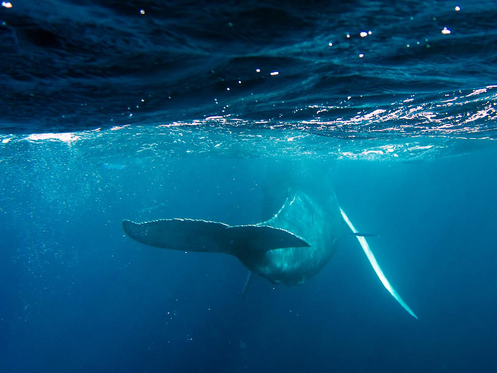 Humpback Whales by Christopher.Michel, on Flickr