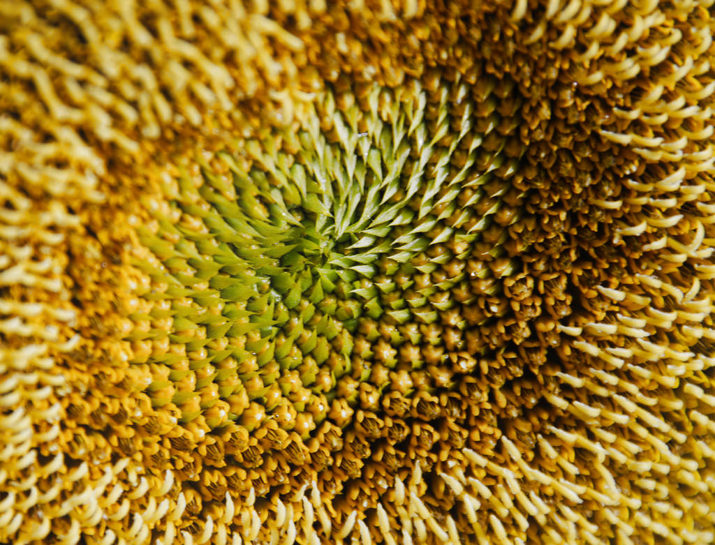 Sunflower Texture by The Pack, on Flickr