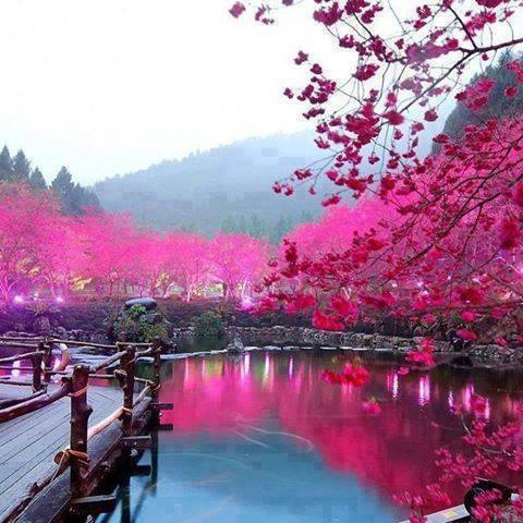 Cherry Blossom Lake In Sakura, japan by 2ilorg, on Flickr