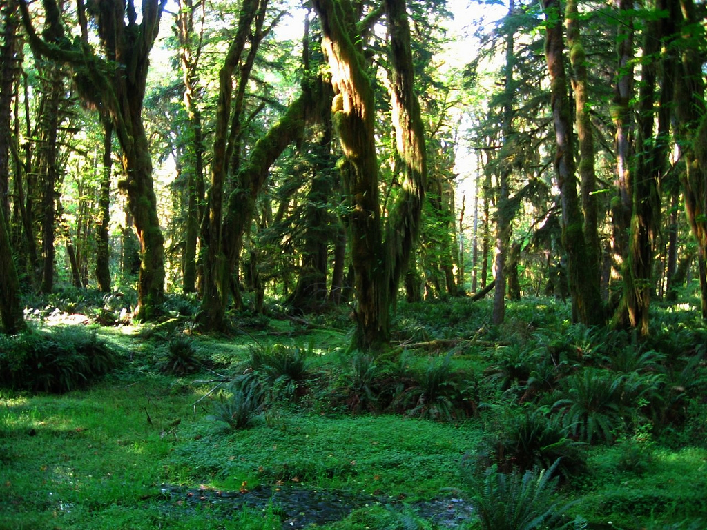 Quinault Rain Forest, Olympic National P by Ken Lund, on Flickr