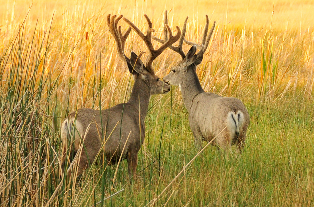 Mule Deer bucks in velvet Seedskadee Nat by USFWS Mountain Prairie, on Flickr