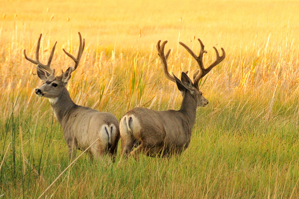 Mule deer bucks in velvet Seedskadee Nat by USFWS Mountain Prairie, on Flickr