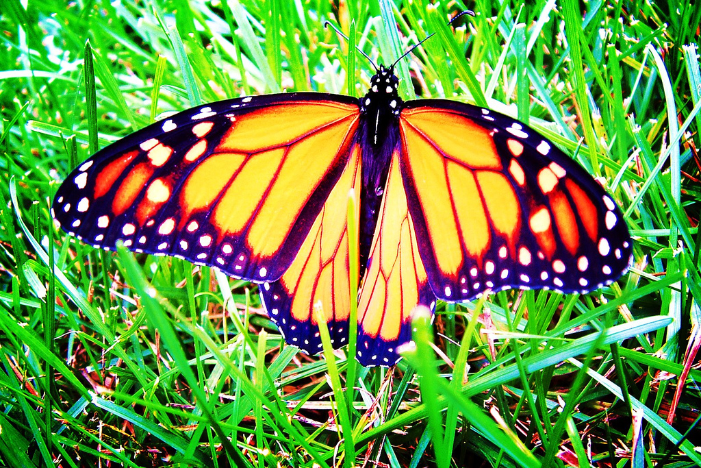 Monarch Butterfly by Zanastardust, on Flickr