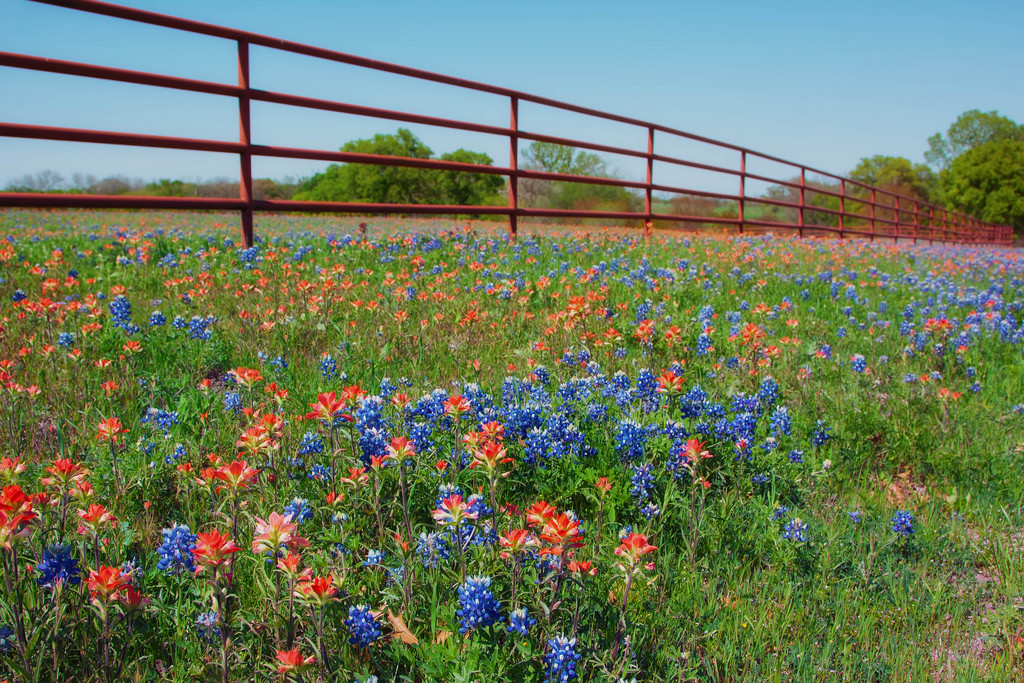 Texas blue bonnets by sandyhd, on Flickr
