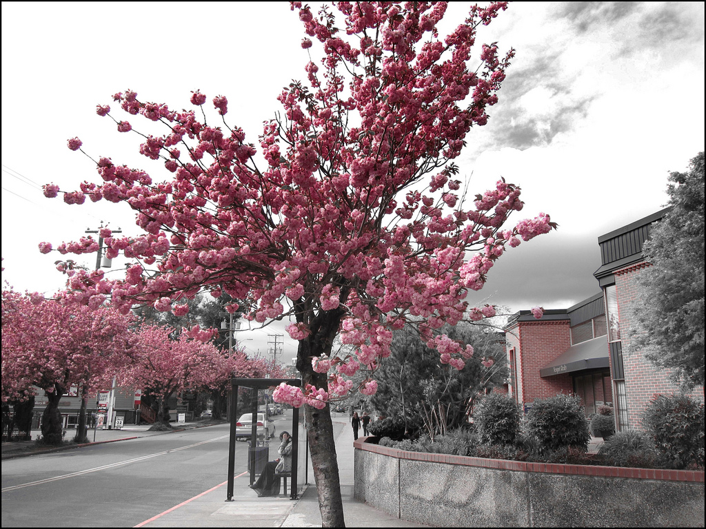 Sakura by Nick Kenrick.., on Flickr