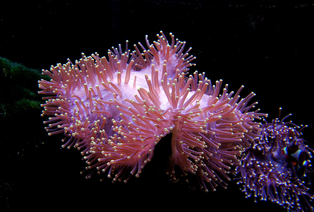 Sea Anemone. by Bernard Spragg, on Flickr