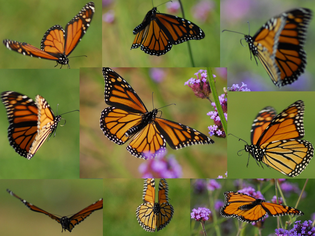 Butterfly Flight Montage by photofarmer, on Flickr