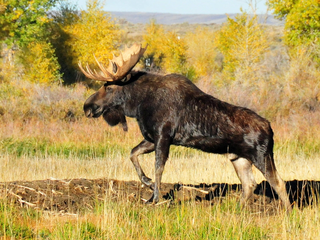 Shiras bull moose fall colors Seedskadee by USFWS Mountain Prairie, on Flickr