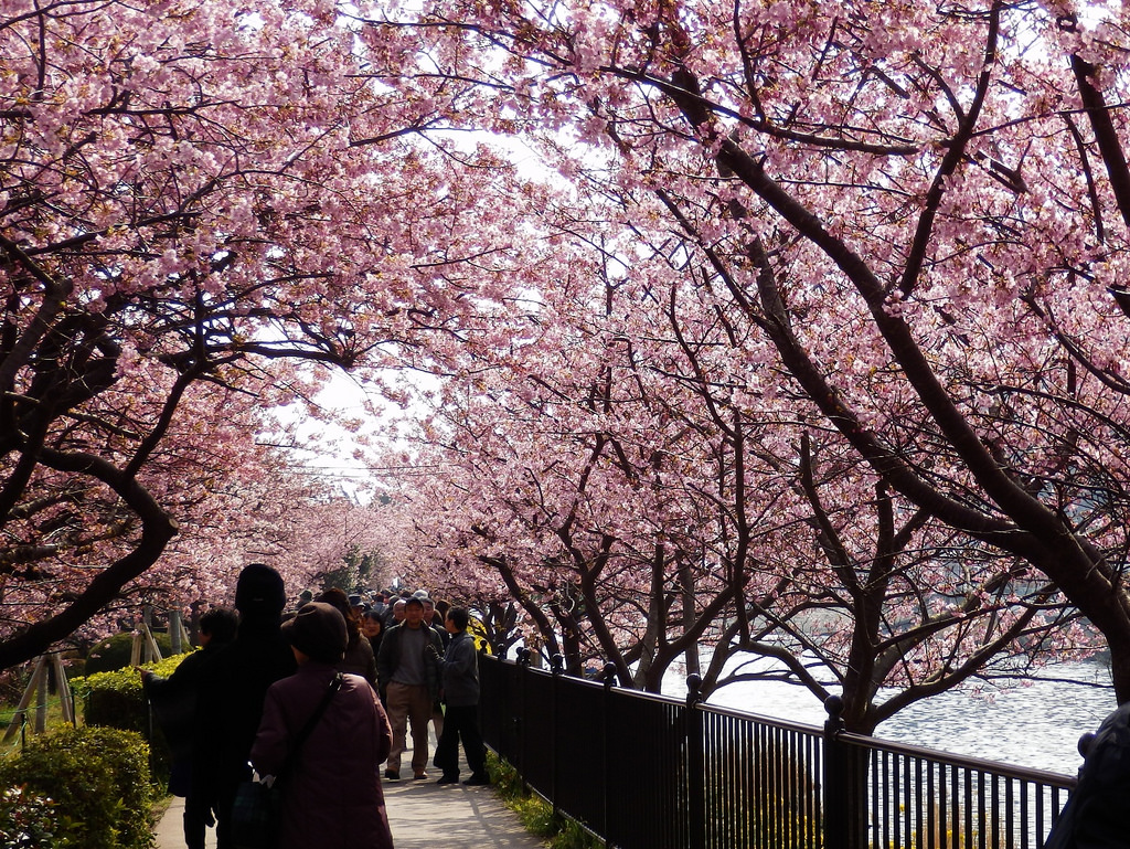 Kawazu-zakura Cherry Blossoms Festival by izunavi, on Flickr